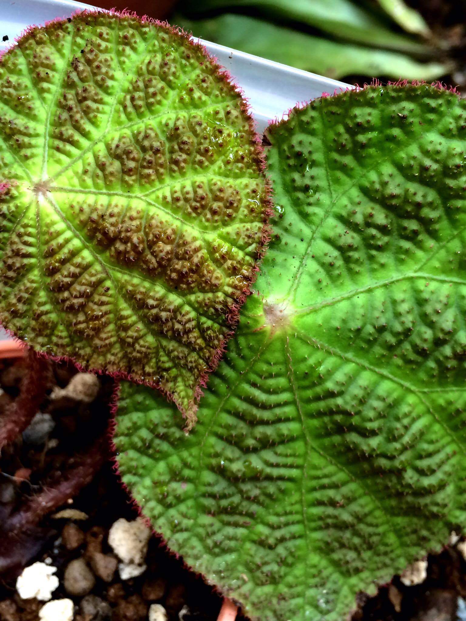 B. chongzuoensis
